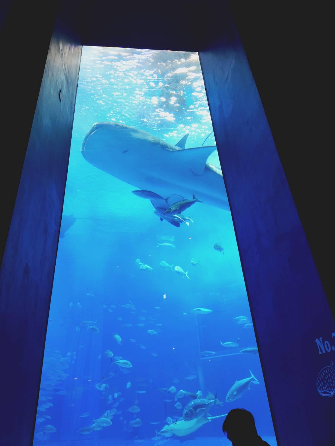 shared image (15).jpg